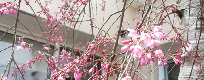 ハウス中庭の桜